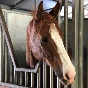 Meet your Posher, Amelie